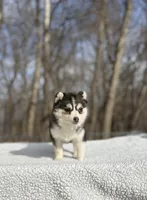 Sage, a female Pomsky for sale in Framingham, MA – Photo 3 of 6