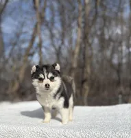 Sage, a female Pomsky for sale in Framingham, MA – Photo 2 of 6