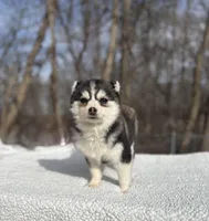 Sage, a female Pomsky for sale in Framingham, MA – Photo 4 of 6