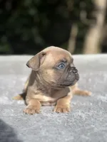 Peaches, a female French Bulldog for sale in Framingham, MA – 2 of 6