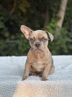Nutella, a female French Bulldog for sale in Framingham, MA – 3 of 6