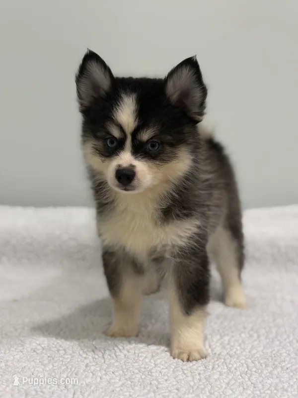 Oreo – Pomsky puppy for sale in Framingham, MA
