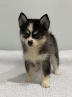 Oreo, a male Pomsky for sale in Framingham, MA – 1 of 10