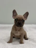 Canelo, a male French Bulldog for sale in Framingham, MA – 1 of 7