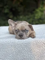 Nutella, a female French Bulldog for sale in Framingham, MA – 6 of 6
