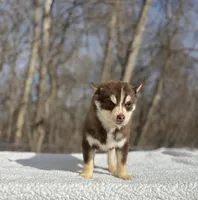 Red, a male Pomsky for sale in Framingham, MA – 4 of 5