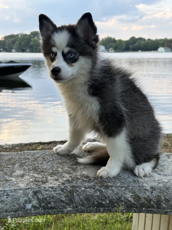 Pixie – Pomsky puppy for sale in Framingham, MA