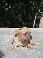 Canelo, a male French Bulldog for sale in Framingham, MA – 4 of 7