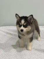Coco, a female Pomsky for sale in Framingham, MA – 6 of 6