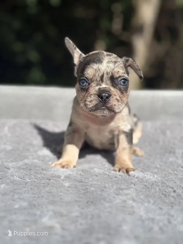 Athena – French Bulldog puppy for sale in Framingham, MA