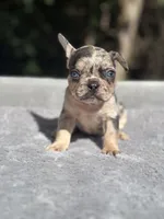 Athena, a female French Bulldog for sale in Framingham, MA – 1 of 5
