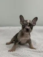 Mimosa, a female French Bulldog for sale in Framingham, MA – 5 of 6