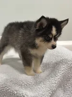 Oreo, a male Pomsky for sale in Framingham, MA – 7 of 10