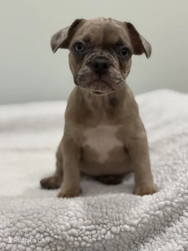 Nutella – French Bulldog puppy for sale in Framingham, MA