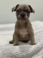 Nutella, a female French Bulldog for sale in Framingham, MA – 1 of 7