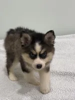 Coco, a female Pomsky for sale in Framingham, MA – 5 of 6