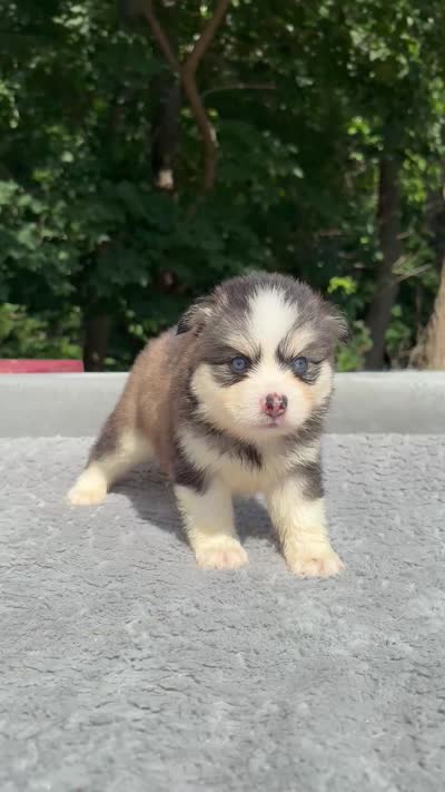 Coco, a female Pomsky for sale in Framingham, MA – 5 of 5