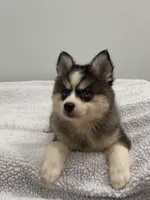 Coco, a female Pomsky for sale in Framingham, MA – 3 of 6