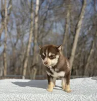 Red, a male Pomsky for sale in Framingham, MA – 2 of 5