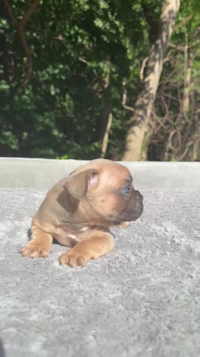 Peaches, a female French Bulldog for sale in Framingham, MA – 6 of 6