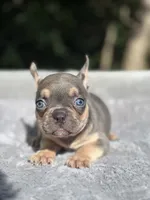 Thor, a male French Bulldog for sale in Framingham, MA – 8 of 9