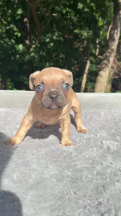 Canelo, a male French Bulldog for sale in Framingham, MA – 7 of 7