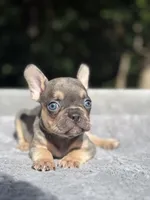 Thor, a male French Bulldog for sale in Framingham, MA – 2 of 9