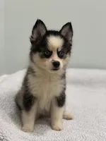 Pixie, a female Pomsky for sale in Framingham, MA – 2 of 6