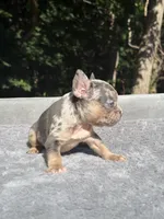 Mimosa, a female French Bulldog for sale in Framingham, MA – 5 of 7