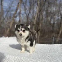 Sage, a female Pomsky for sale in Framingham, MA – 3 of 4