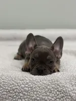 Trinity , a female French Bulldog for sale in Framingham, MA – 7 of 9