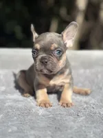 Thor, a male French Bulldog for sale in Framingham, MA – 7 of 9