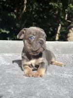 Trinity , a female French Bulldog for sale in Framingham, MA – 6 of 7