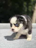 Pixie, a female Pomsky for sale in Framingham, MA – 4 of 7
