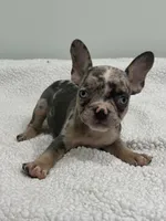 Mimosa, a female French Bulldog for sale in Framingham, MA – 6 of 6