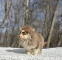 Brownie , a male Pomsky for sale in Framingham, MA – 3 of 4