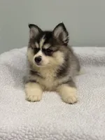 Nova, a female Pomsky for sale in Framingham, MA – 7 of 7