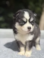 Oreo, a male Pomsky for sale in Framingham, MA – 7 of 8