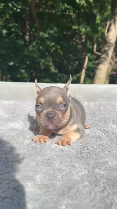 Thor, a male French Bulldog for sale in Framingham, MA – 9 of 9
