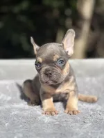 Thor, a male French Bulldog for sale in Framingham, MA – 4 of 9