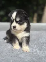 Oreo, a male Pomsky for sale in Framingham, MA – 6 of 8