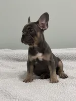 Trinity , a female French Bulldog for sale in Framingham, MA – 2 of 9