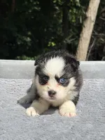 Pixie, a female Pomsky for sale in Framingham, MA – 6 of 7