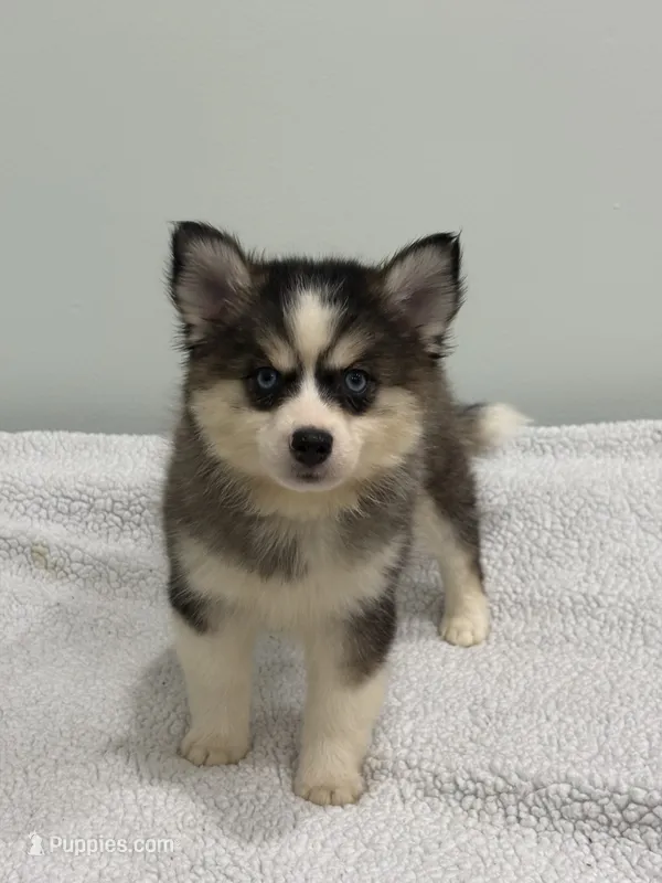 Coco – Pomsky puppy for sale in Framingham, MA