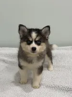 Coco, a female Pomsky for sale in Framingham, MA – 1 of 6