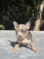 Mimosa, a female French Bulldog for sale in Framingham, MA – 3 of 7