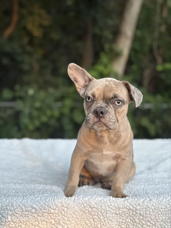 Nutella – French Bulldog puppy for sale in Framingham, MA
