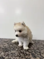 Henry , a male Pomsky for sale in Framingham, MA – Photo 4 of 9