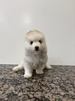 Henry , a male Pomsky for sale in Framingham, MA – Photo 5 of 9