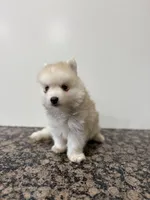 Henry , a male Pomsky for sale in Framingham, MA – Photo 8 of 9